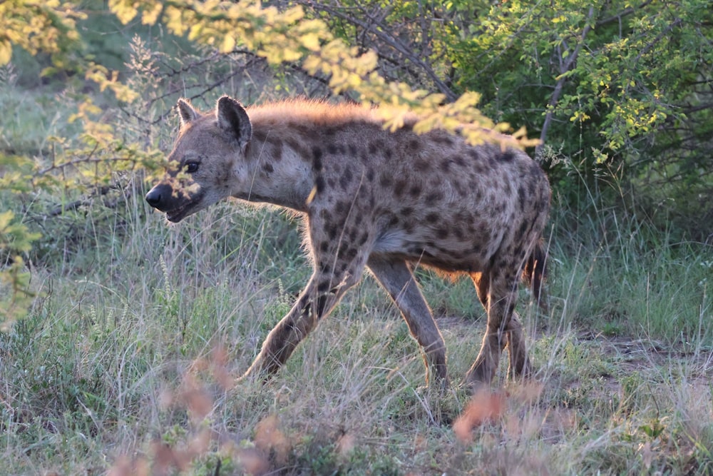 a spotted hyena walking through a grassy field