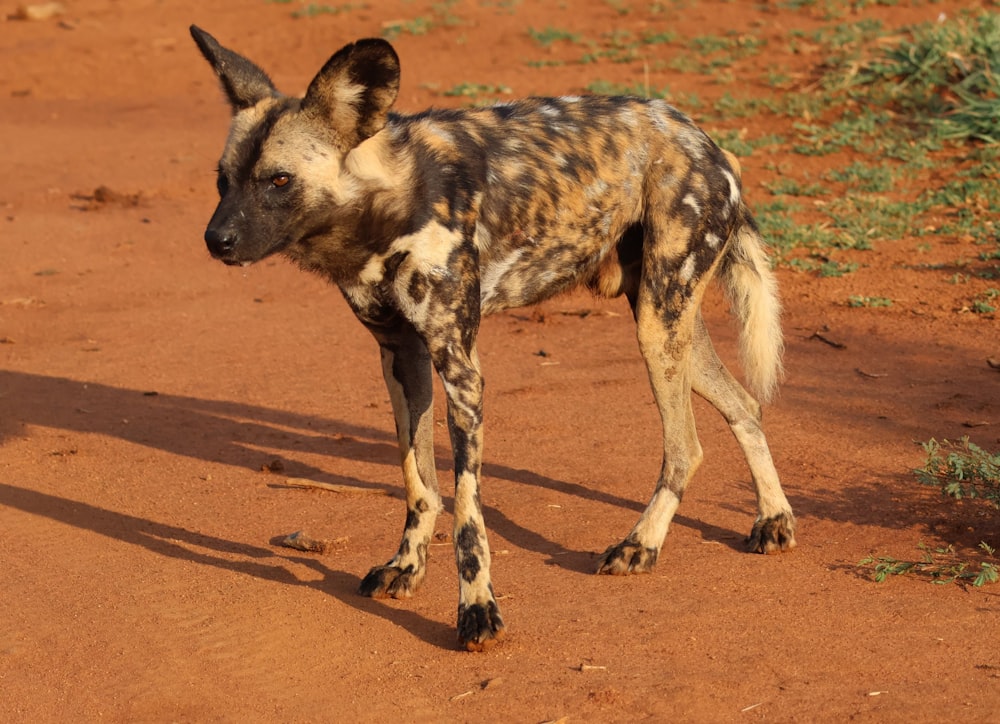 a spotted dog standing on a dirt road