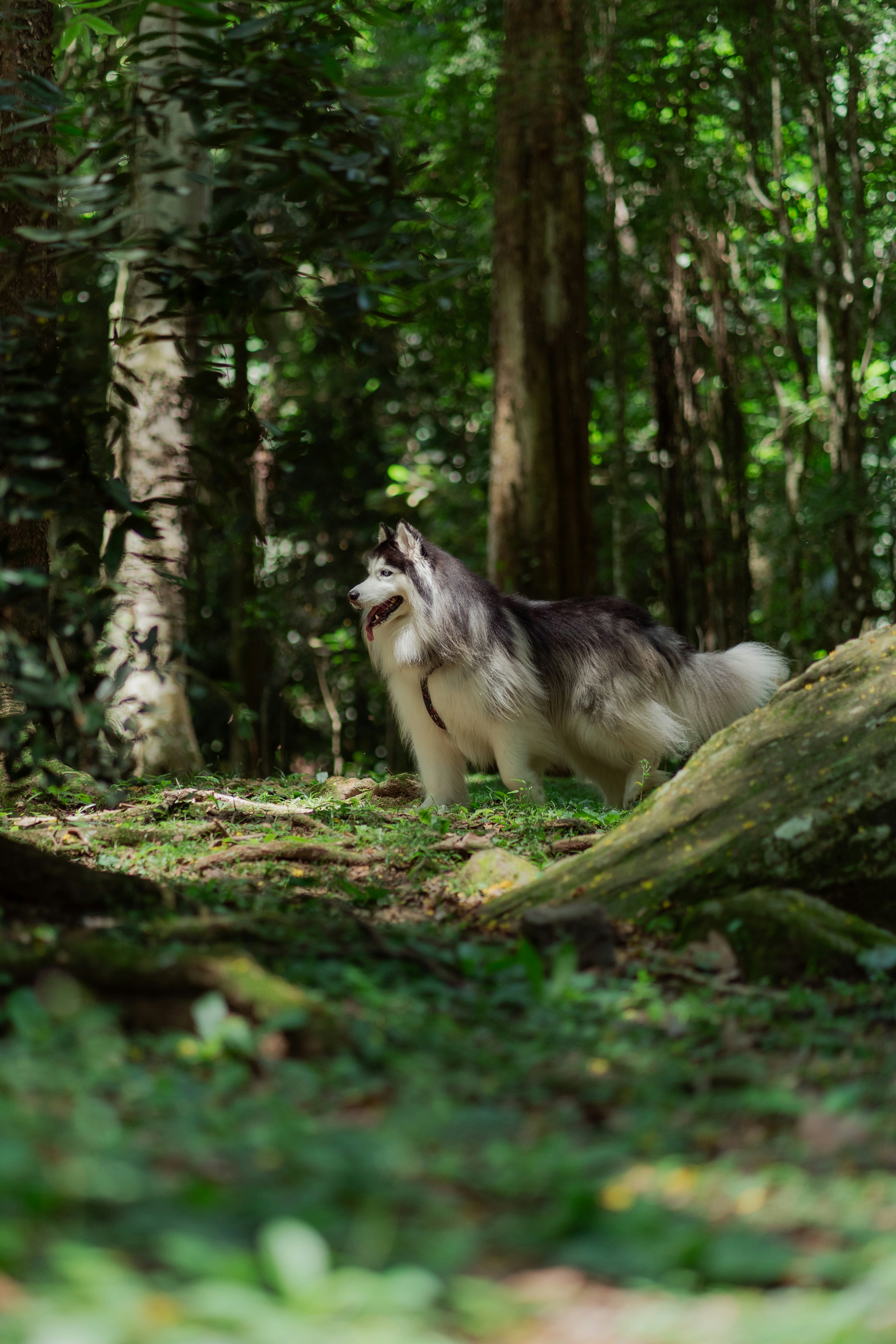 Photo by wolfart32