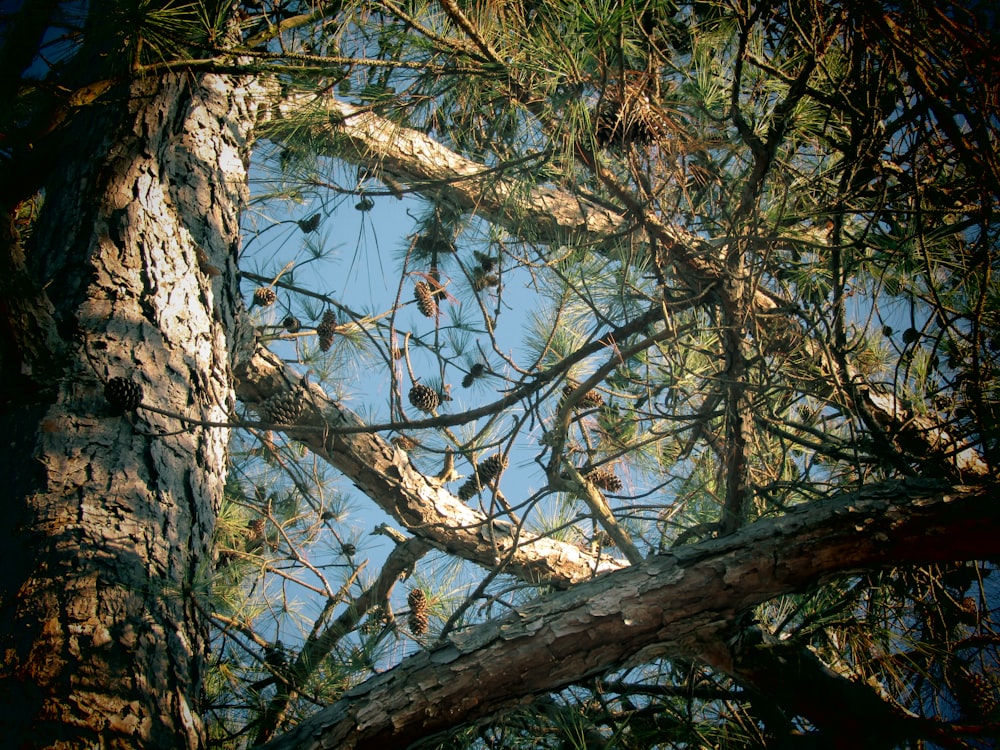 a view of a pine tree through the branches
