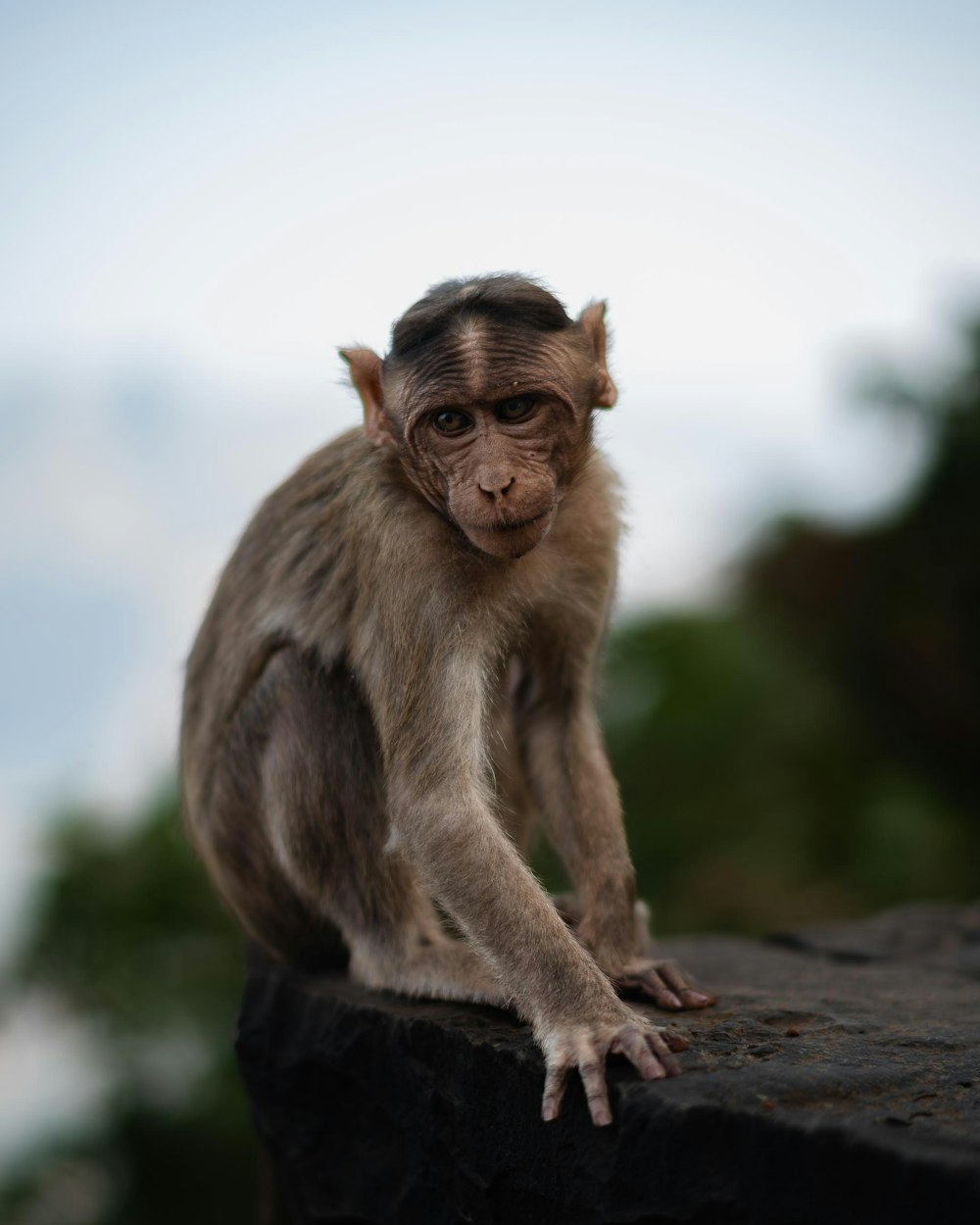 um pequeno macaco sentado em cima de uma rocha