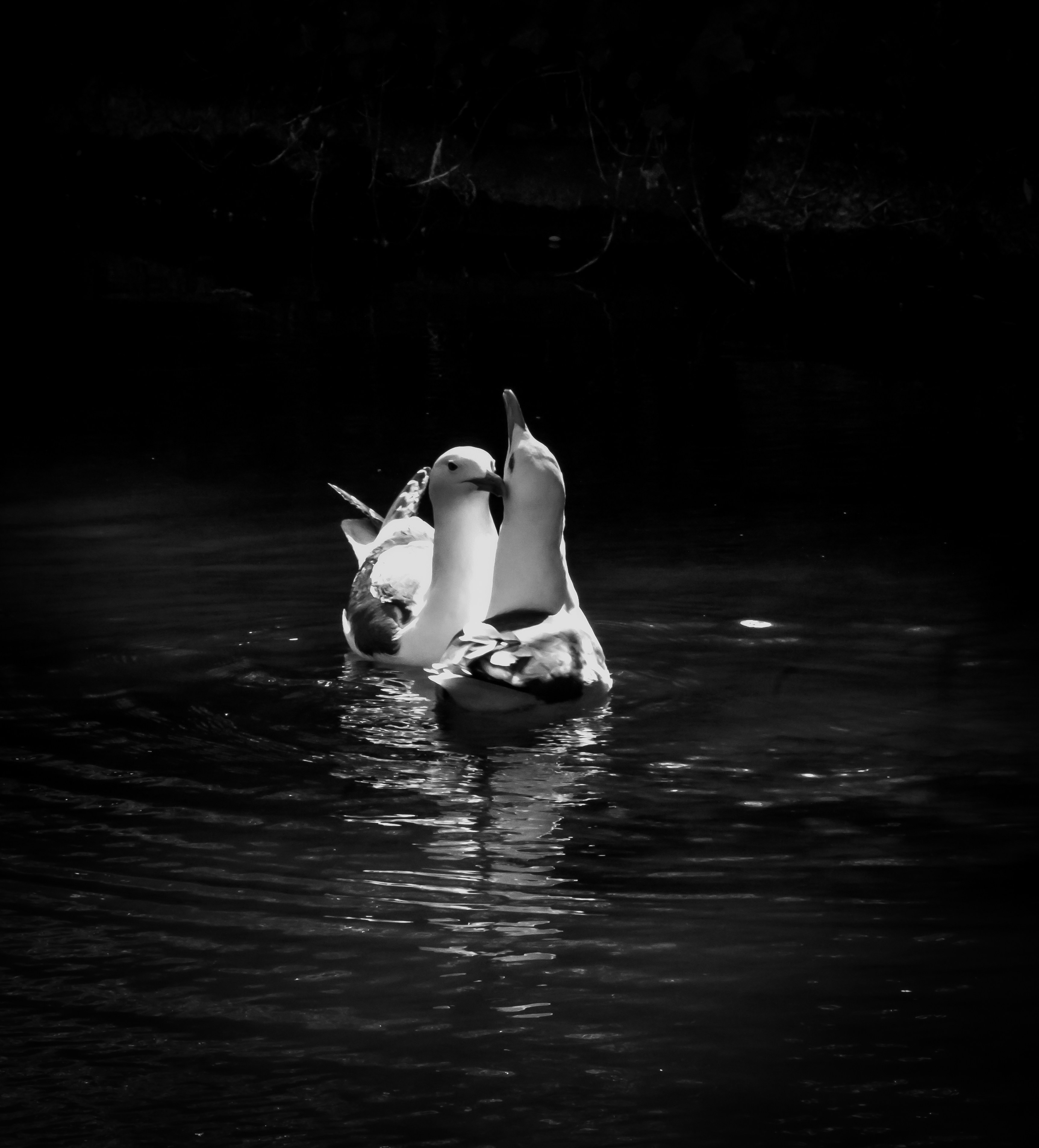 a black and white photo of a duck in the water