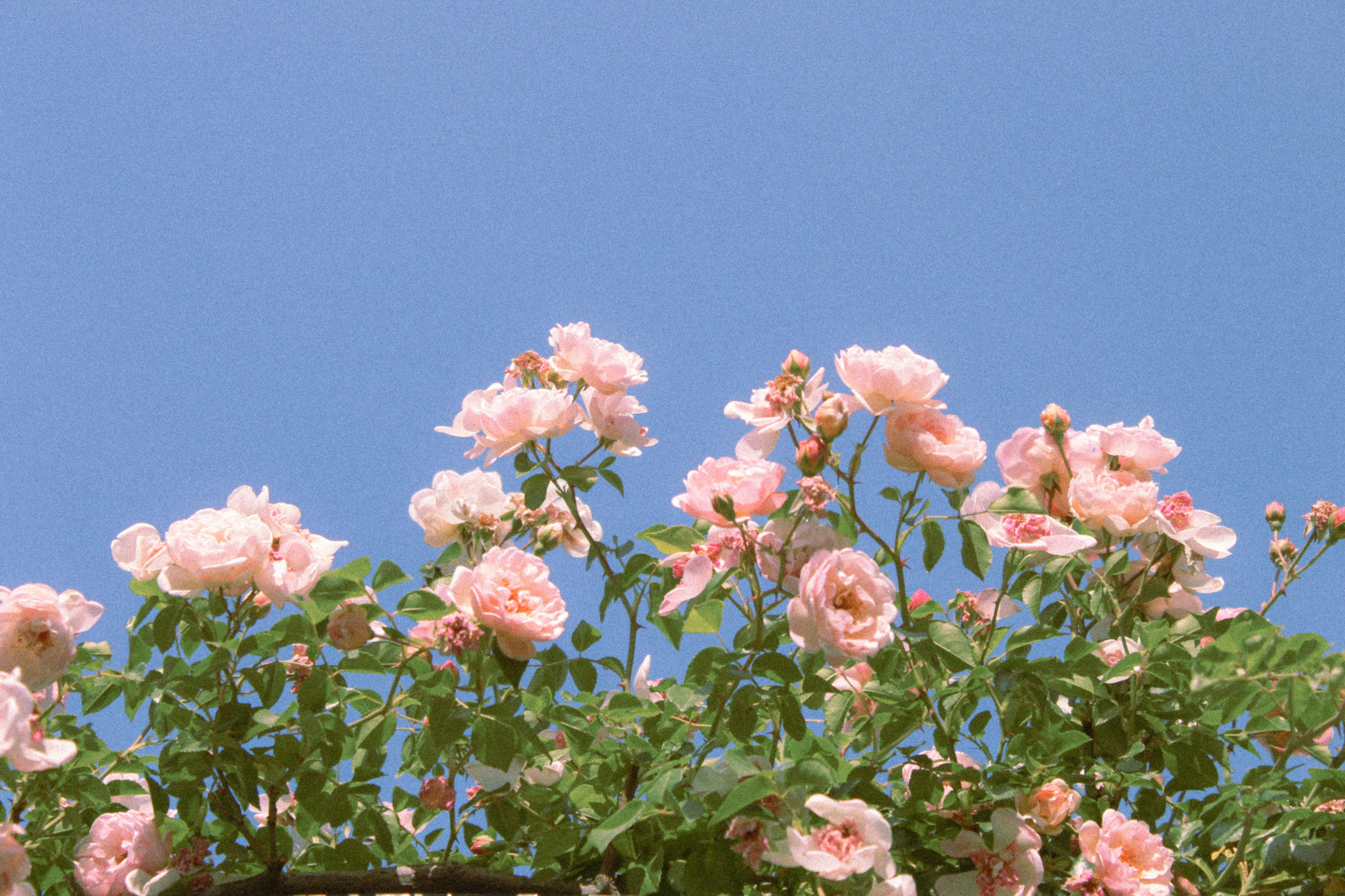 Photo by sarahiriveraac