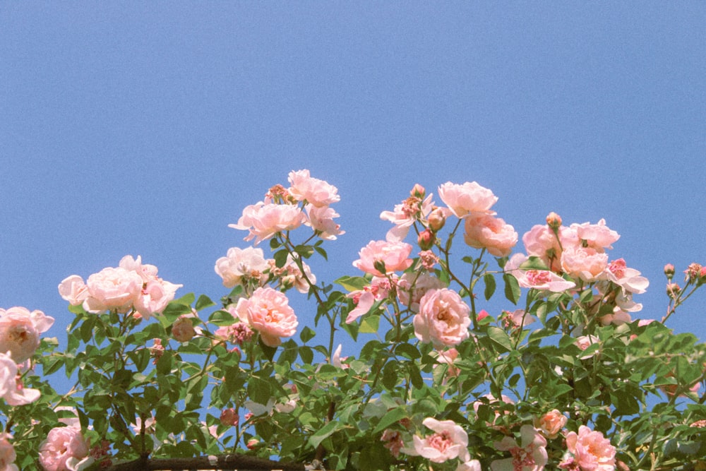 窓枠から伸びるピンクのバラの束
