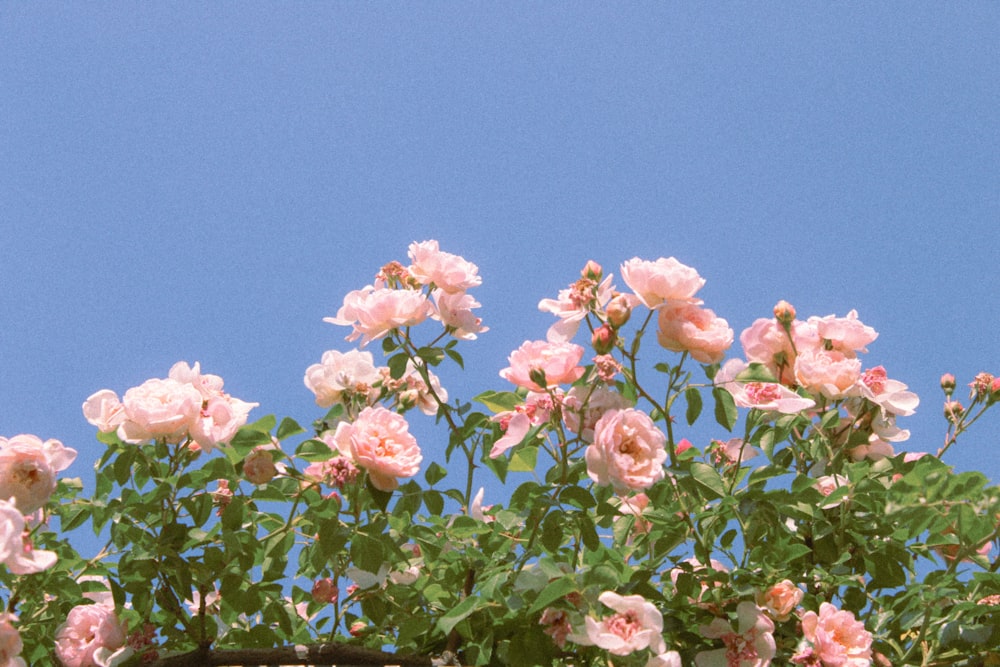 a bunch of pink roses growing out of a window sill