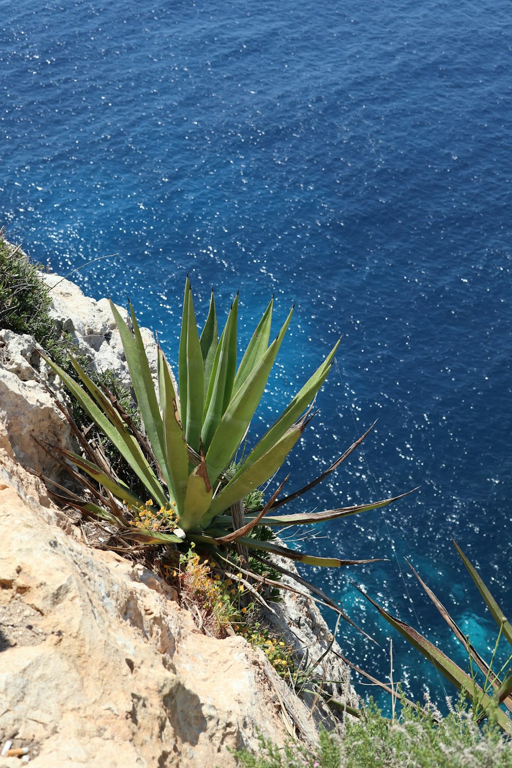a plant on a rocky cliff overlooking the ocean