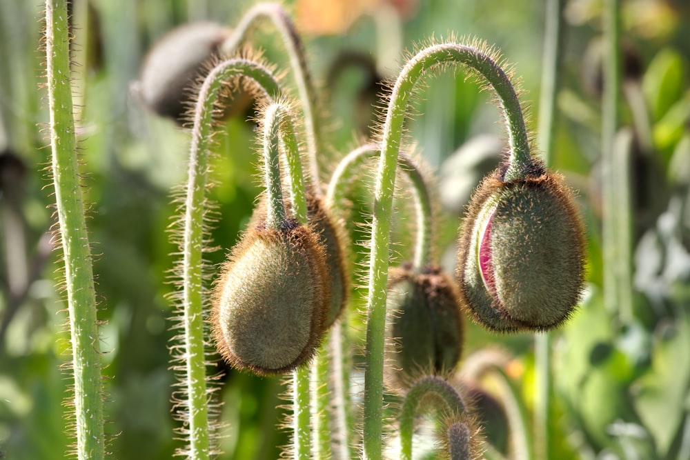 a close up of a plant with many flowers