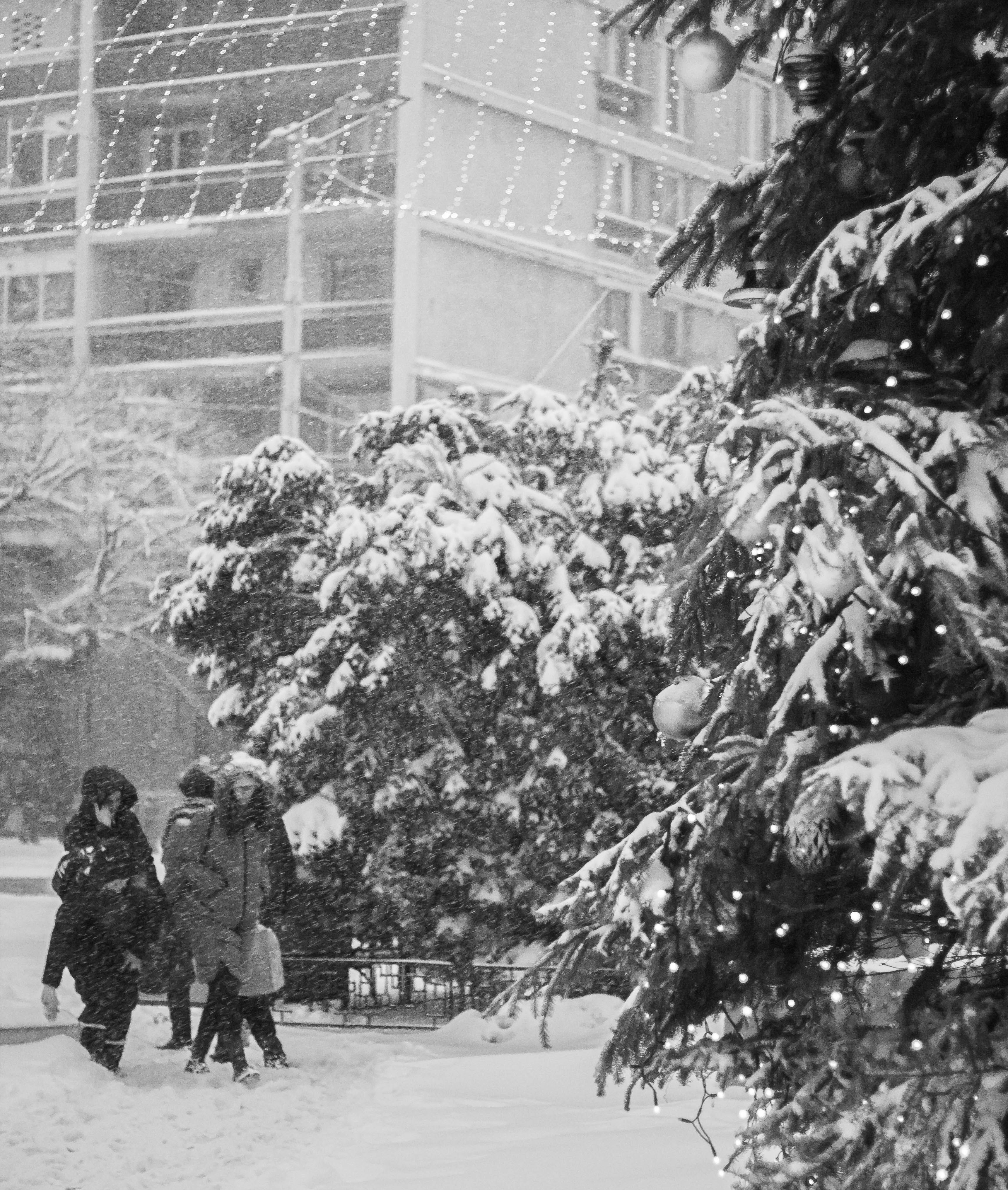 Photo by mari_oleacu