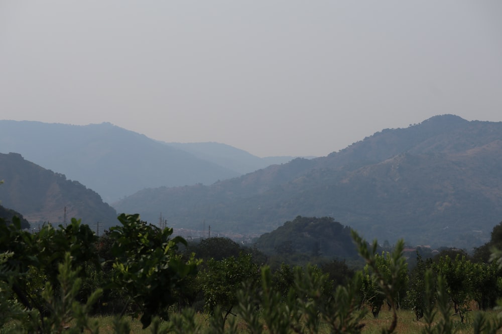 a mountain range with trees and bushes in the foreground