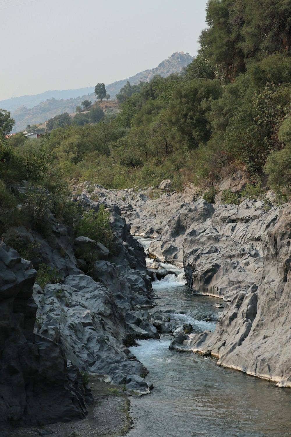 une rivière qui coule à travers une forêt verdoyante