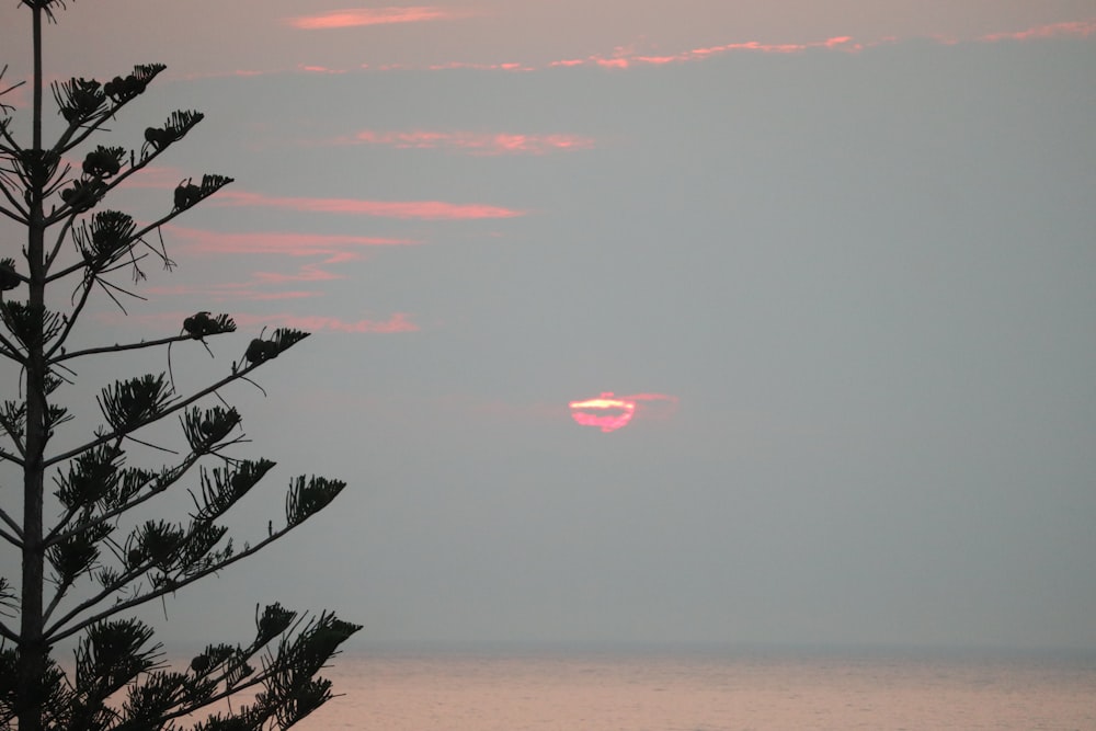 the sun is setting over the ocean with a tree in the foreground