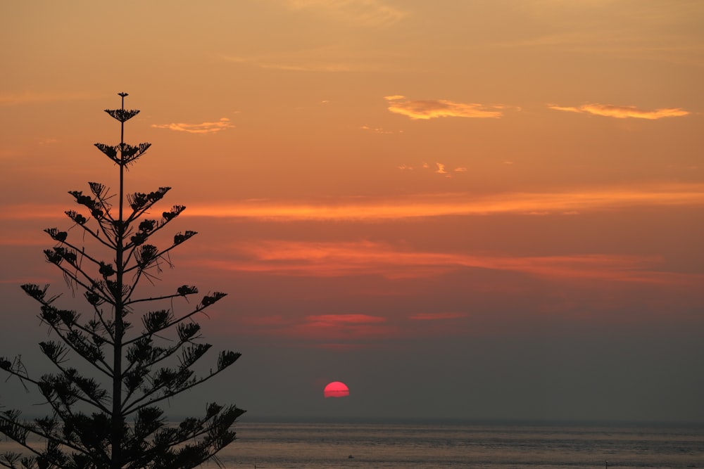 the sun is setting over the ocean with a tree in the foreground