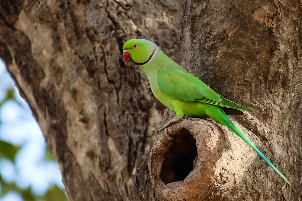 a green parrot sitting on top of a tree