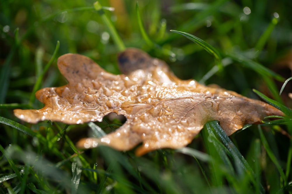 a leaf that is sitting in the grass