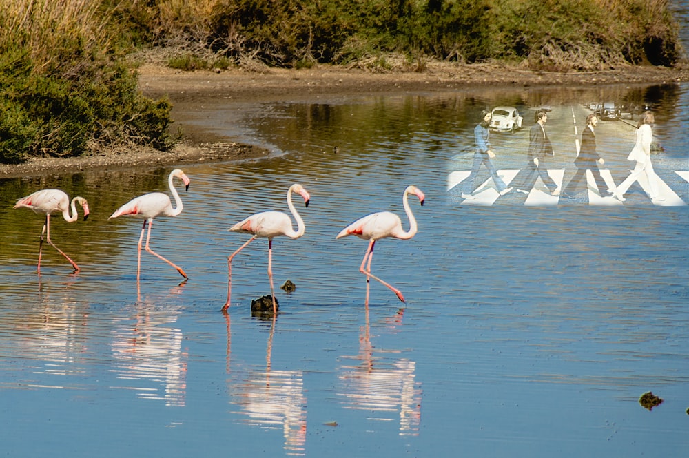 um grupo de flamingos caminhando por um corpo d'água