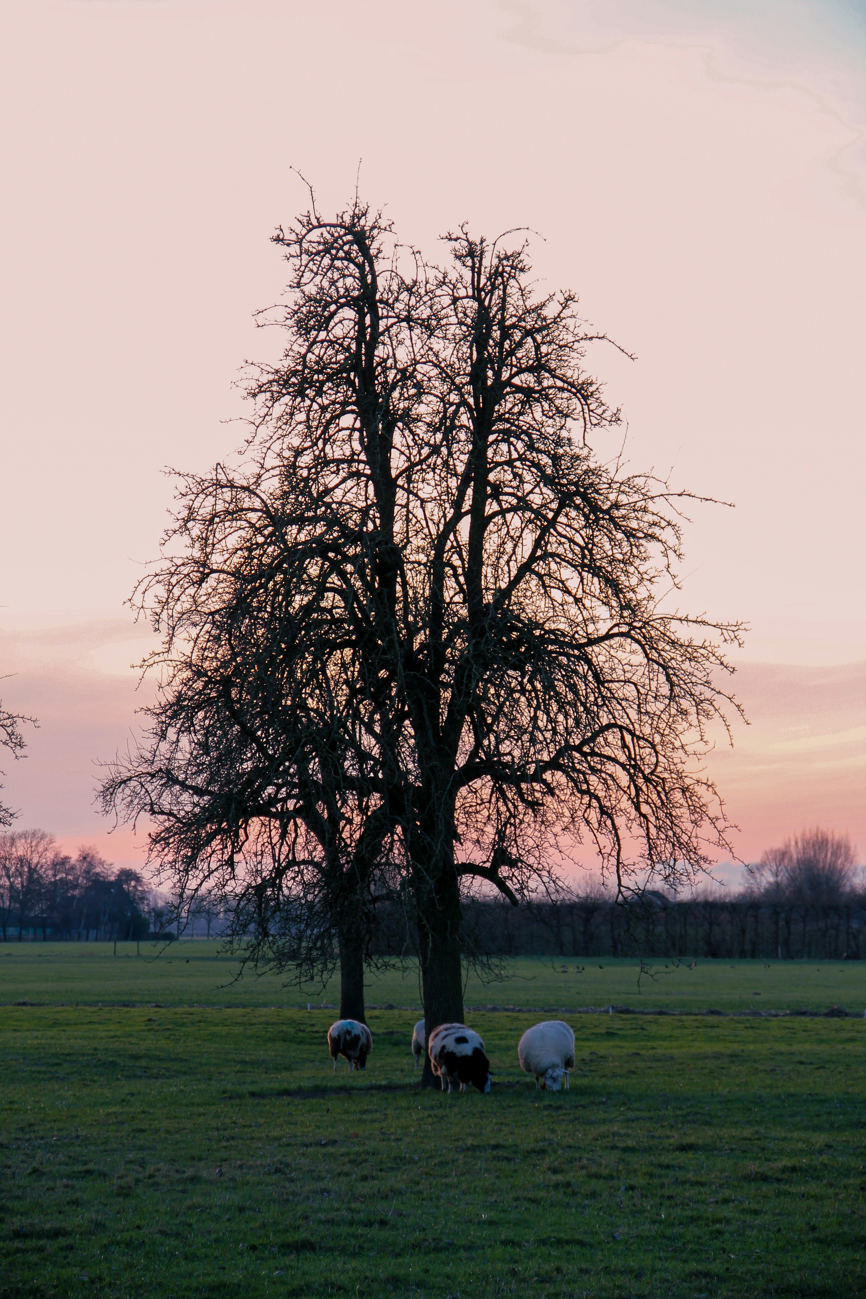 a group of sheep grazing in a field under a tree