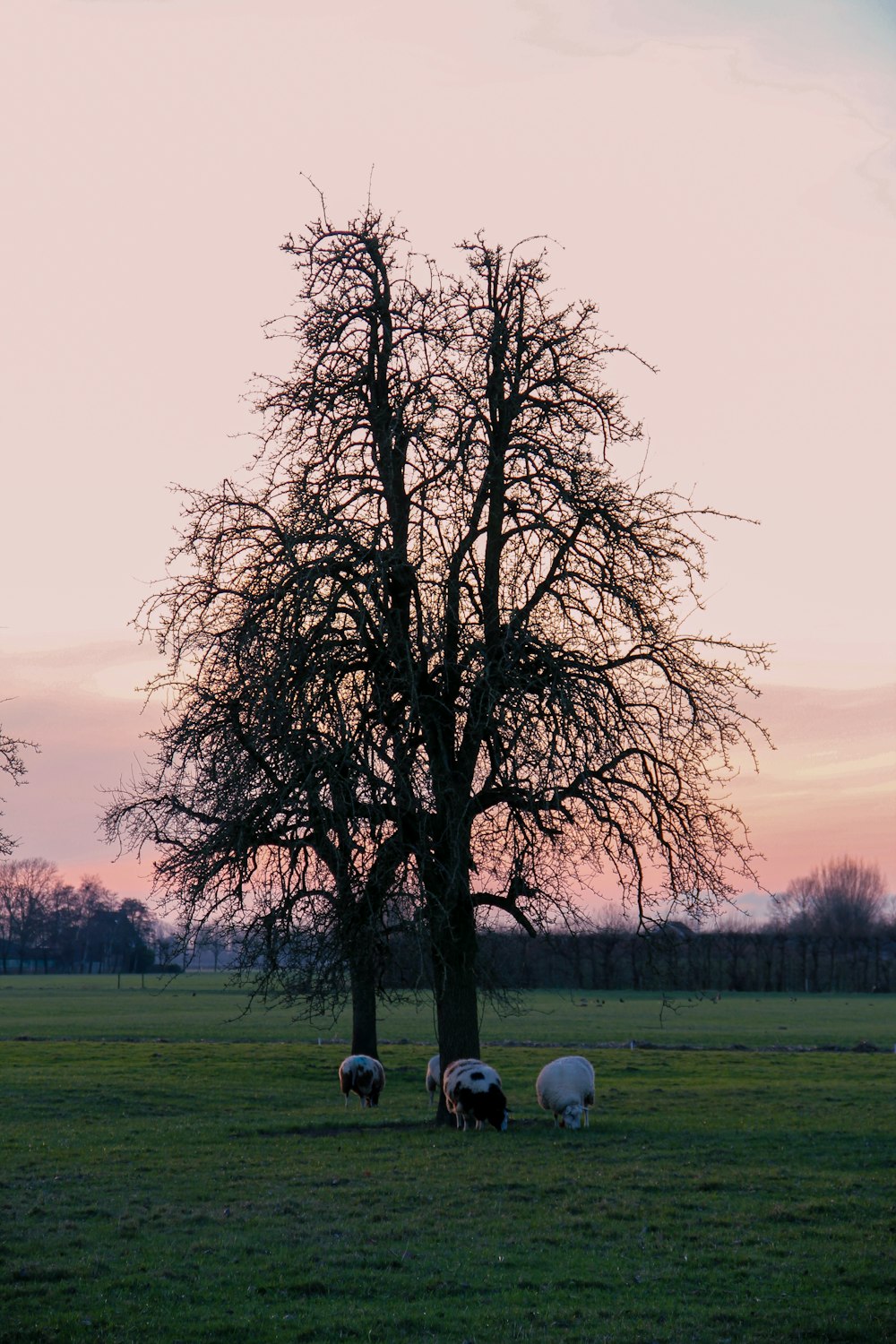a group of sheep grazing in a field under a tree