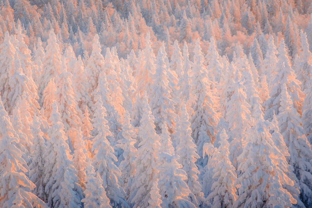 un grupo de árboles que están cubiertos de nieve