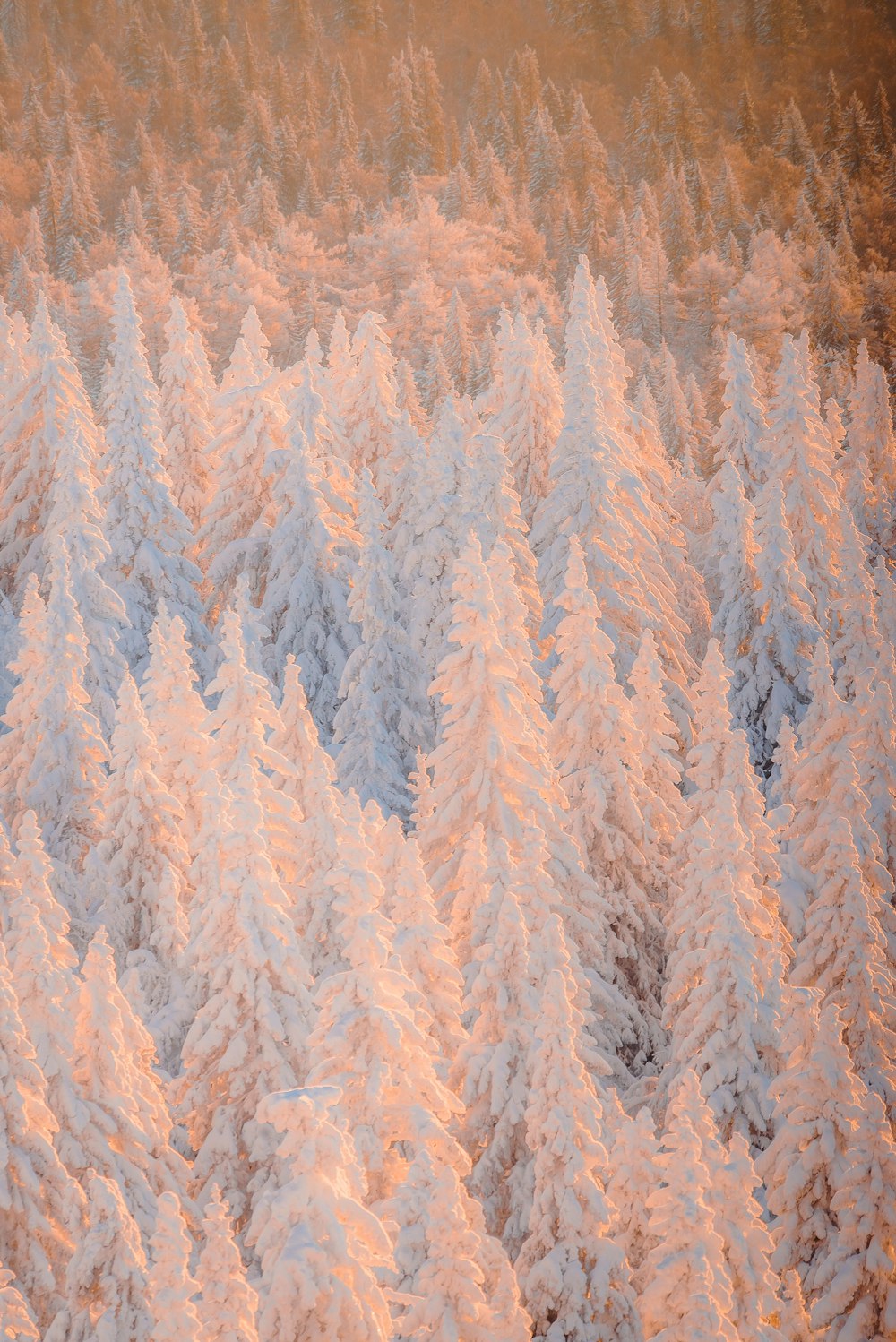 雪に覆われた松の木群