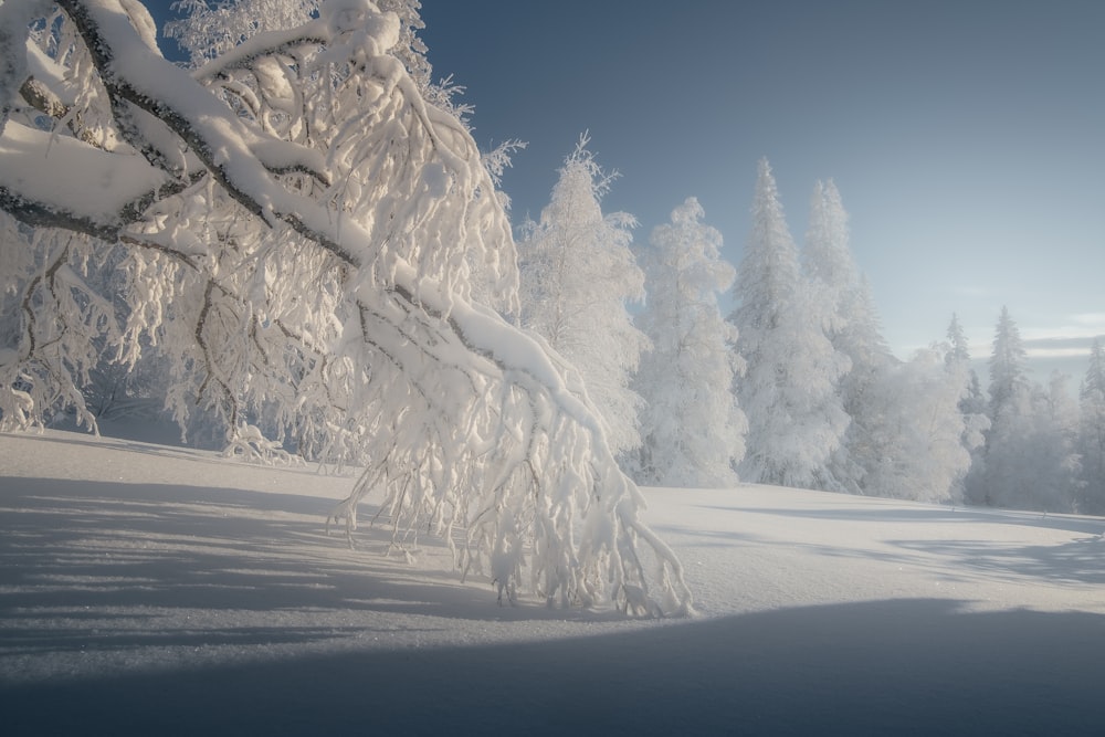 a snowy landscape with trees and a blue sky