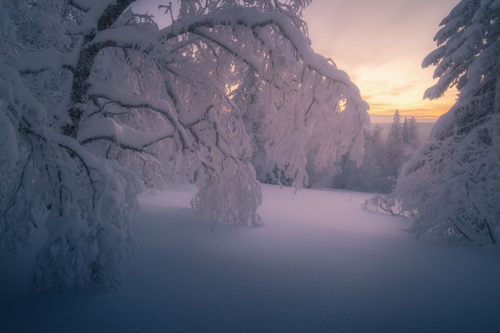 una foresta innevata con un tramonto sullo sfondo