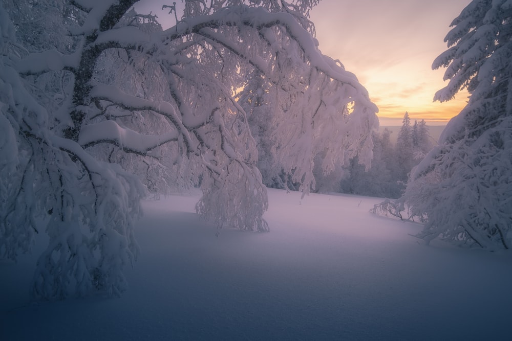 夕日を背景にした雪に覆われた森