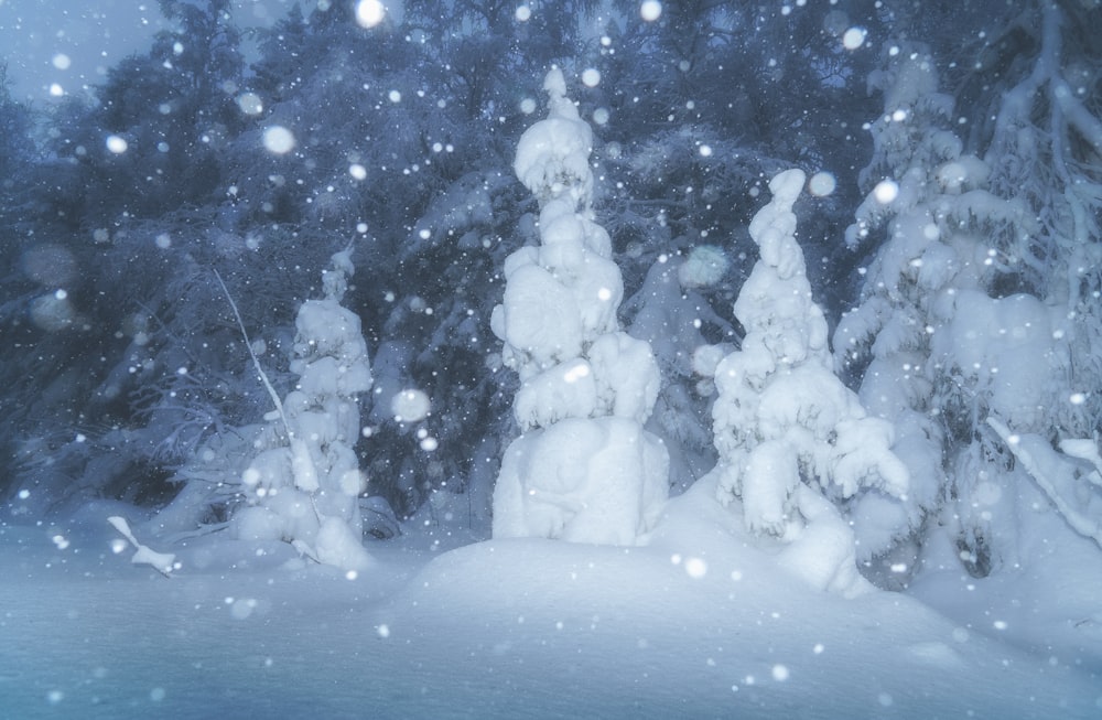 une forêt enneigée remplie de beaucoup de neige