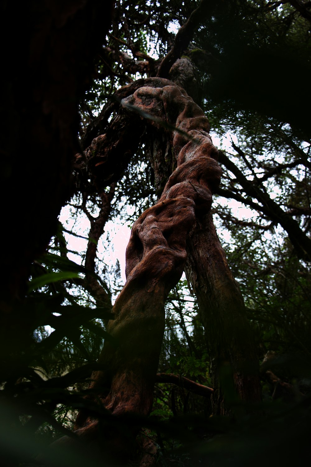 a tree that has a very large knot on it