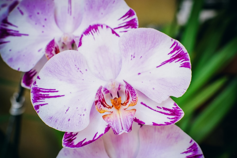 a close up of a purple and white flower