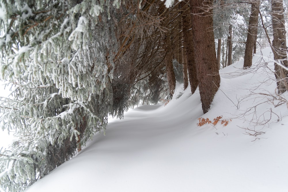 a snow covered forest with lots of trees