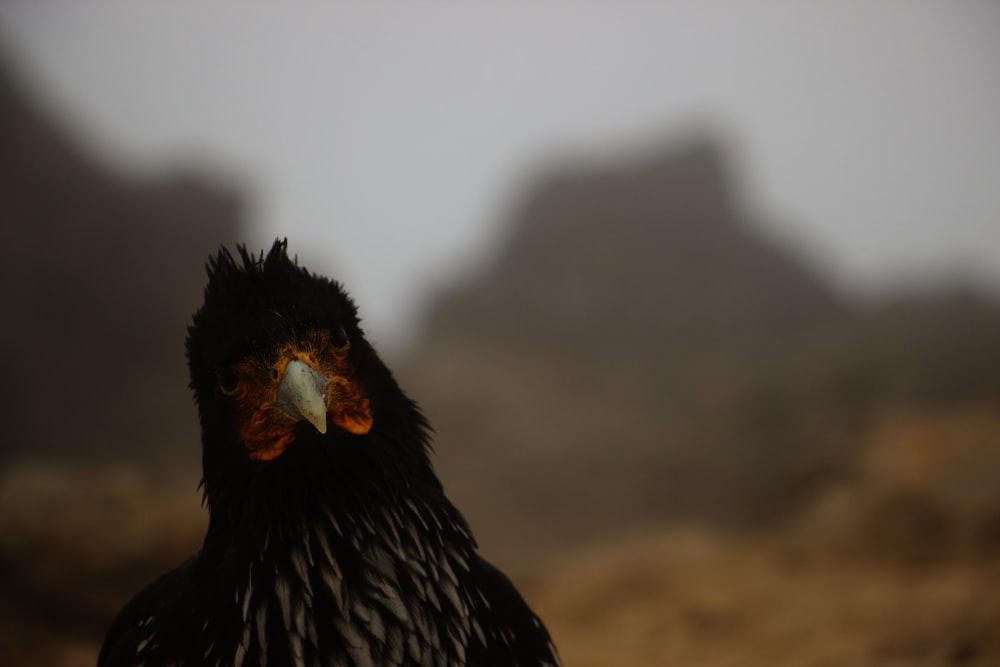 a close up of a bird with a blurry background