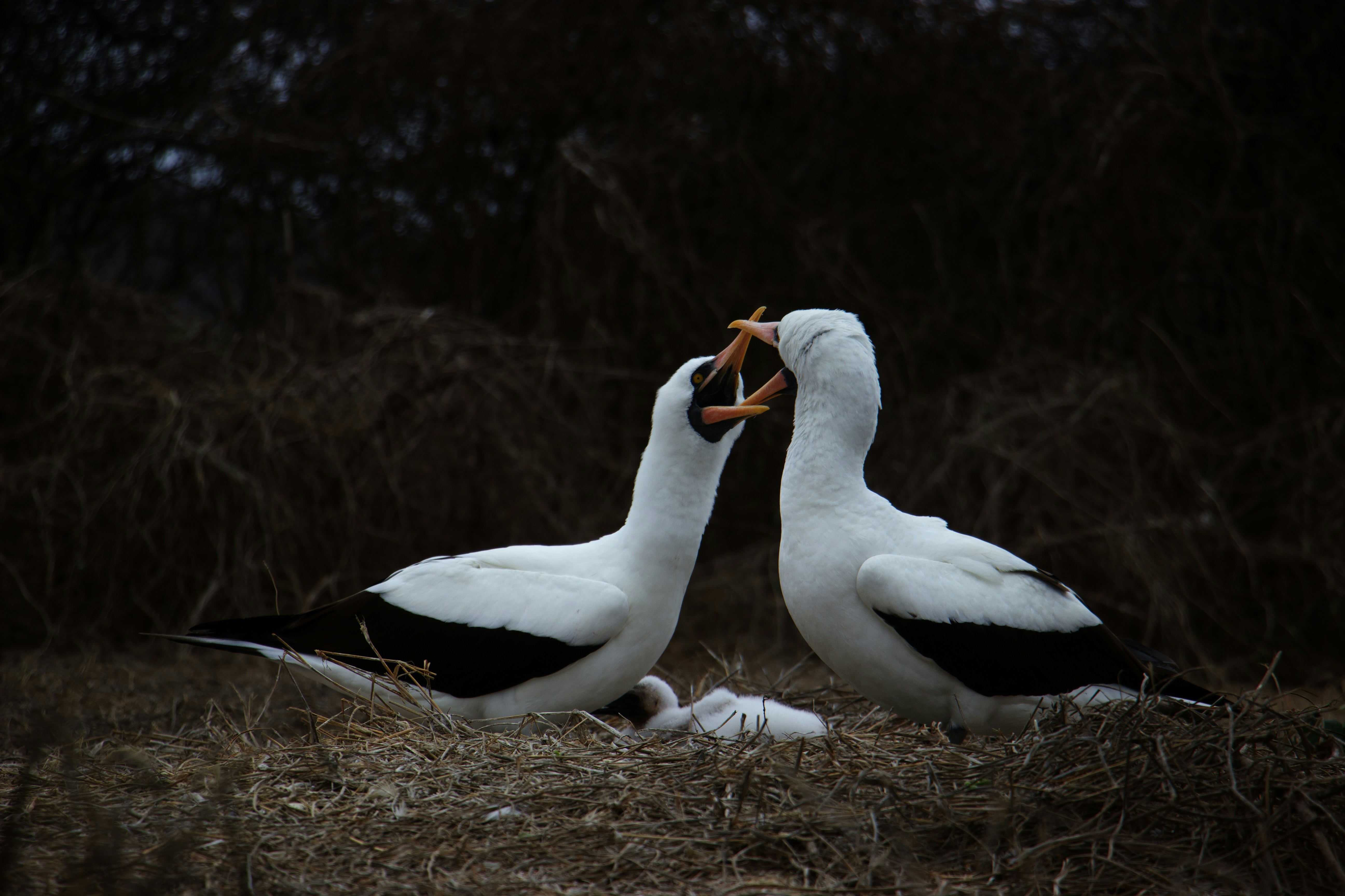 Two black and white birds on dry grass.
