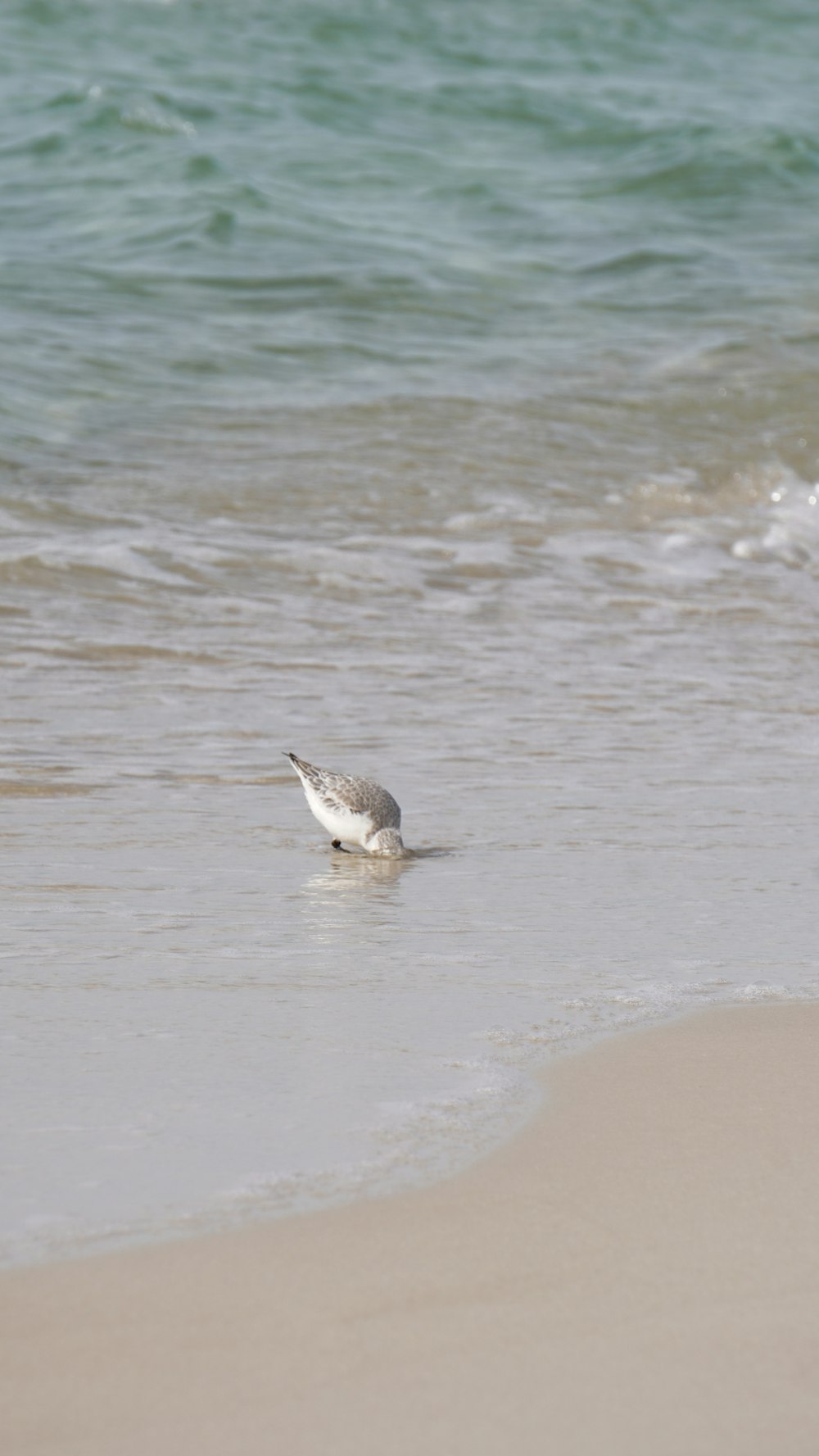 a bird is standing in the water at the beach