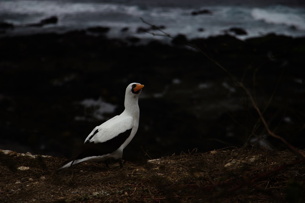 a white and black bird is standing on a hill