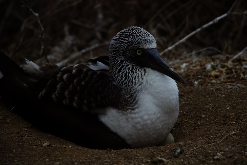 a close up of a bird laying on the ground