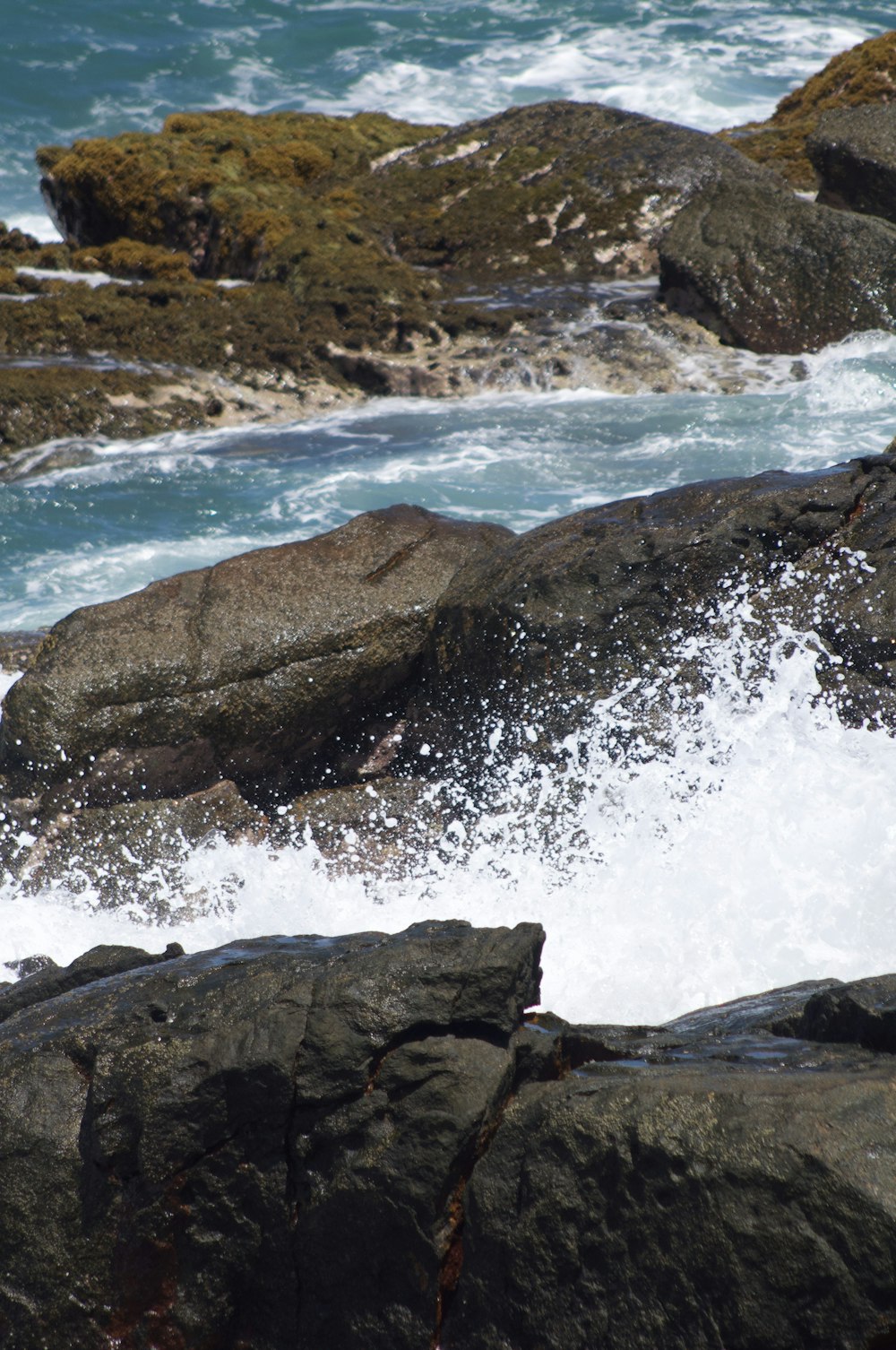 a bird sitting on a rock near the ocean