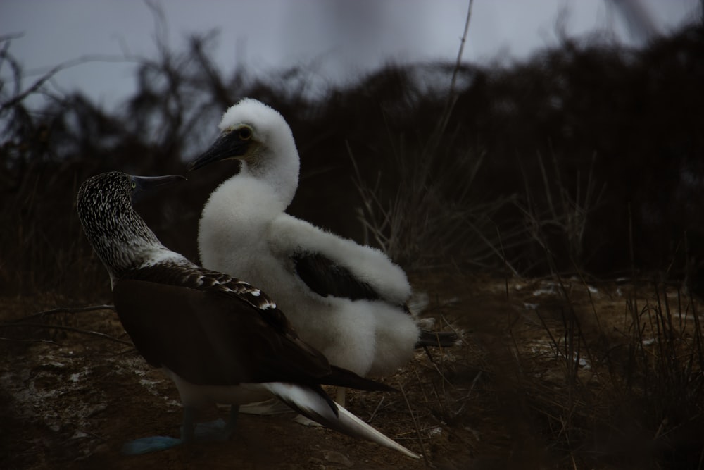 un couple d’oiseaux qui se tiennent dans la boue