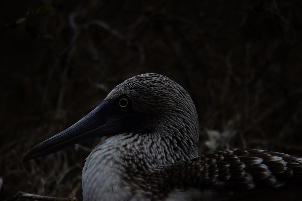 a close up of a bird with a long beak