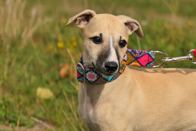 Pippin, a young fawn Whippet with a dark muzzle and a colorful patterned collar, outdoors