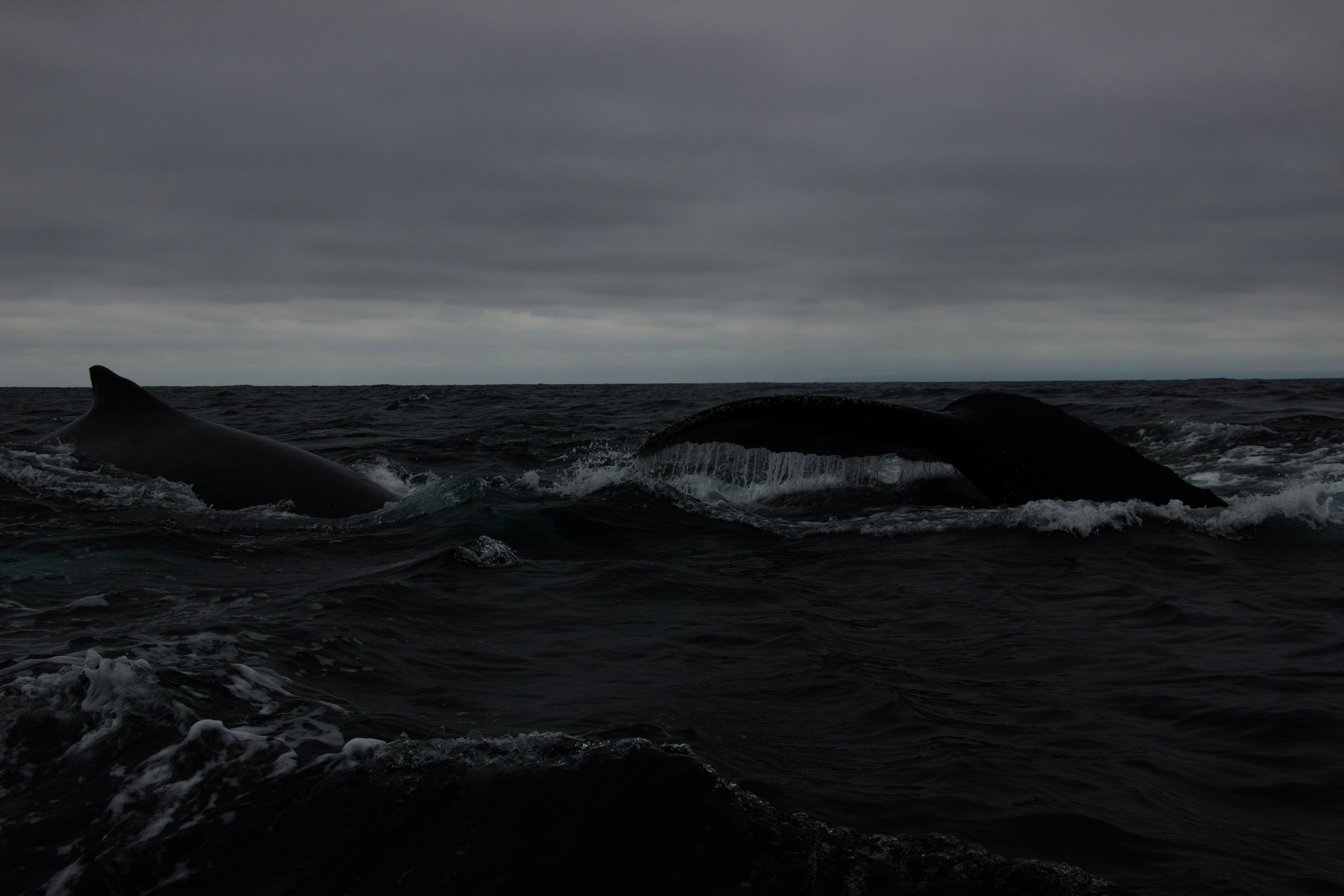 two humpbacks swimming in the ocean on a cloudy day