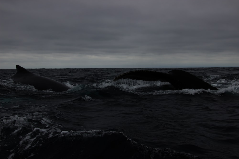 two humpbacks swimming in the ocean on a cloudy day