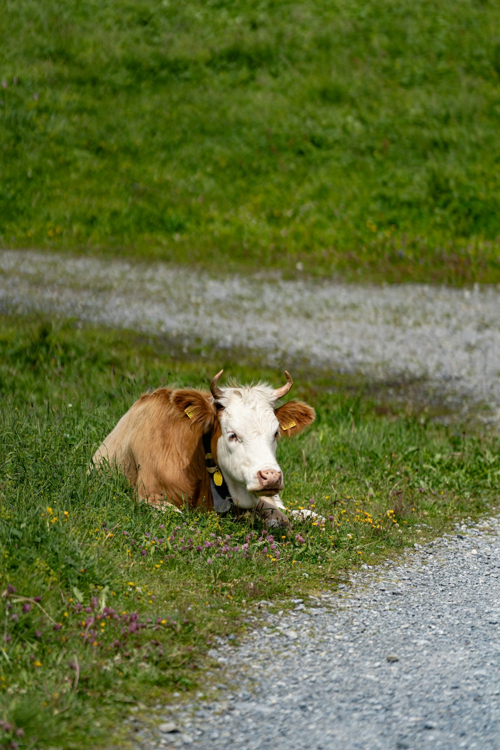 a brown and white cow laying on the side of a road