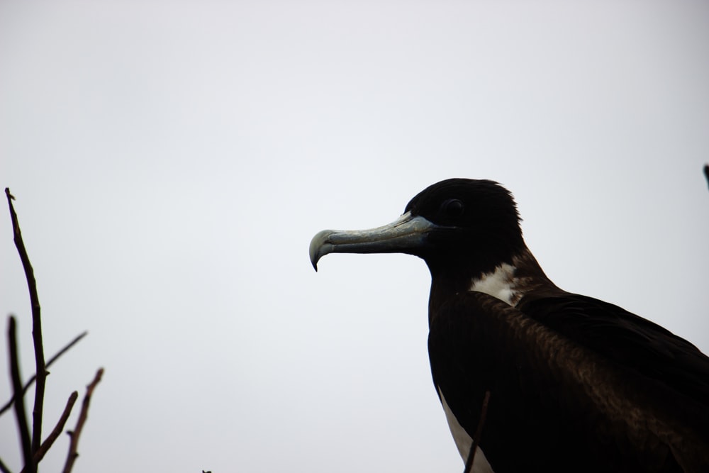 un oiseau noir et blanc avec un long bec