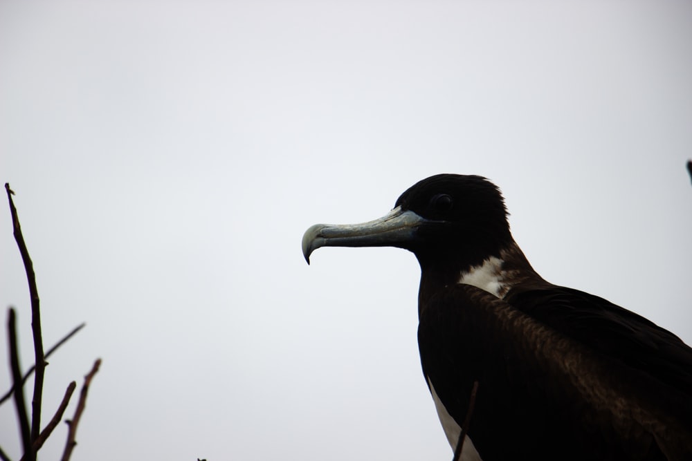 a black and white bird with a long beak