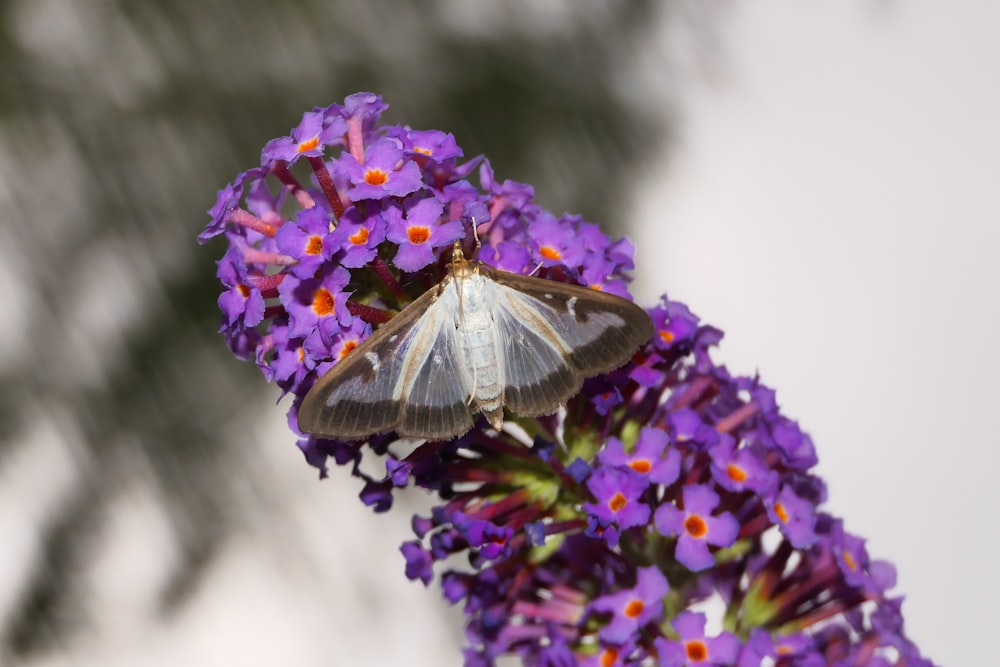 a butterfly sitting on top of a purple flower