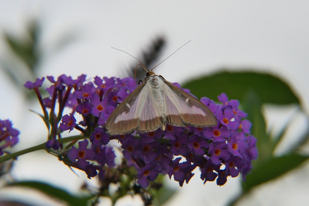 a butterfly sitting on top of a purple flower