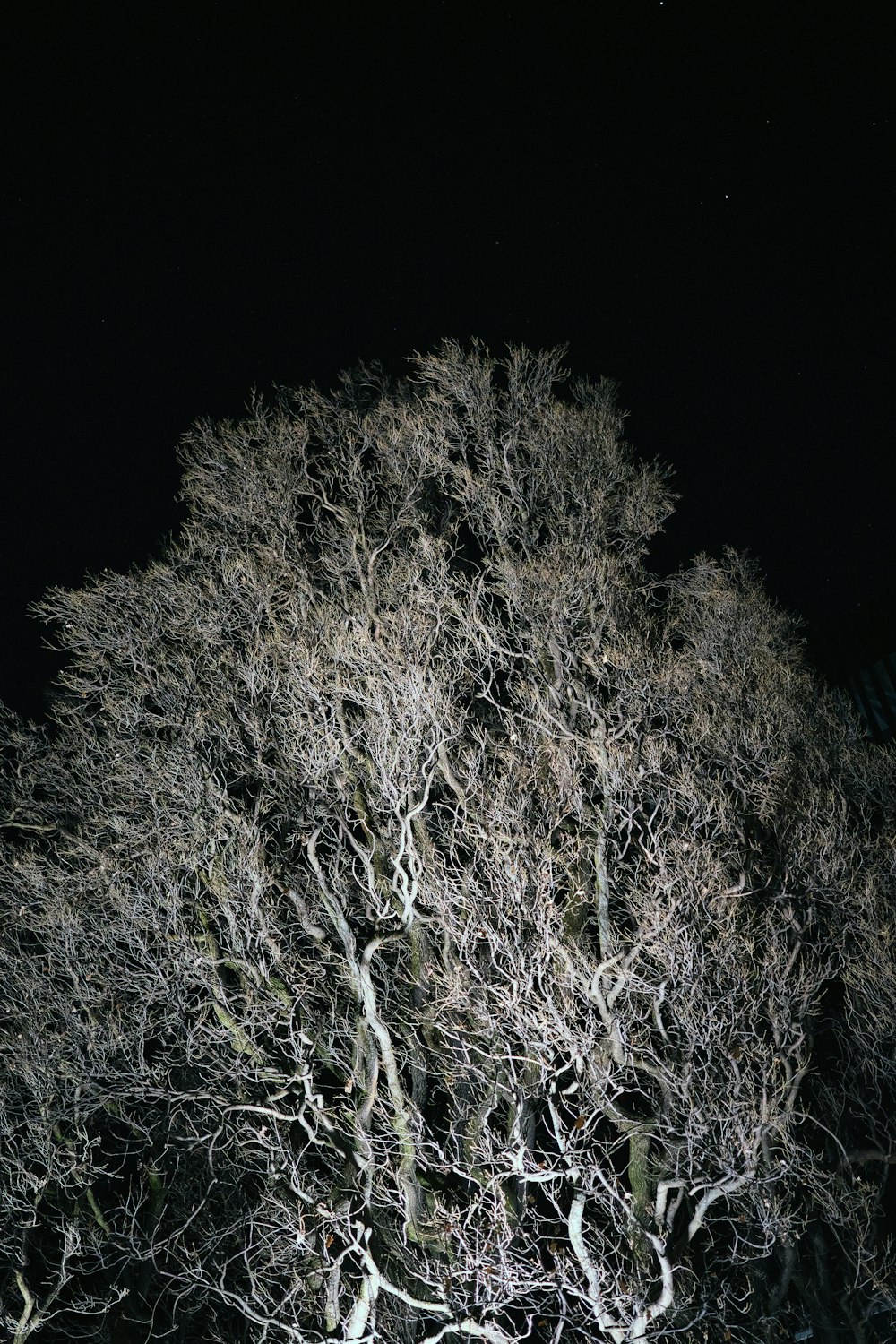 un grand arbre sans feuilles la nuit