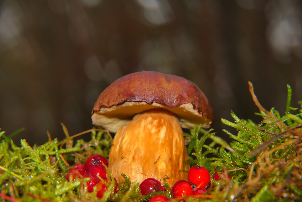a mushroom sitting on top of a lush green forest