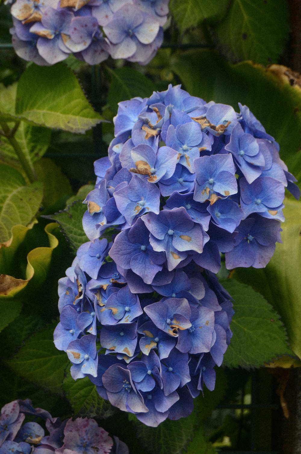 a close up of a bunch of blue flowers