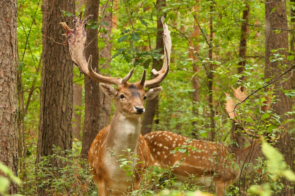 a deer standing in the middle of a forest